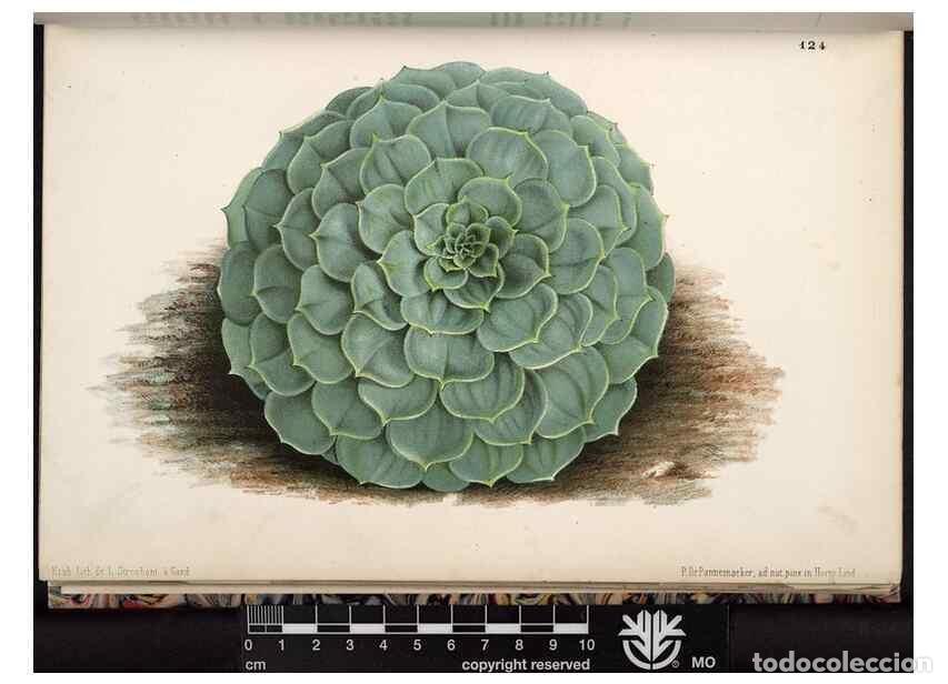 Collectionnisme de Revues et Journaux: Reproducci&oacute;n/Reproduction 49690895791: L'Illustration horticole :. Gand, Belgium :Imprimerie et lith