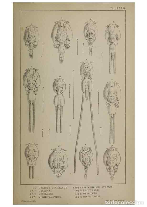 Collectionnisme de Revues et Journaux: Reproducci&oacute;n/Reproduction 49691312256: The natural history of the British Entomostraca.. London,The