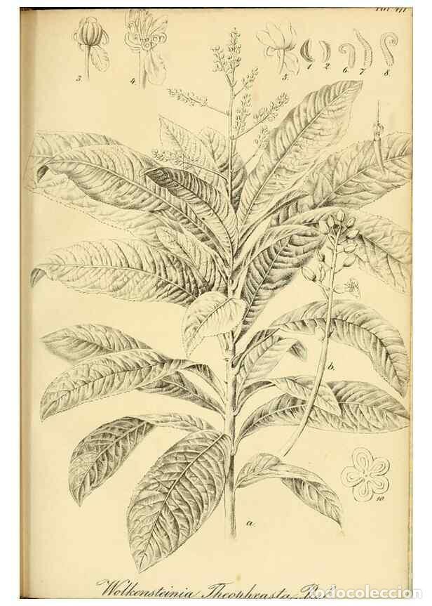 Collectionnisme de Revues et Journaux: Reproducci&oacute;n/Reproduction 49691706171: Gartenflora.. Erlangen :F. Enke,1852-1940.. - Deutsche Garten