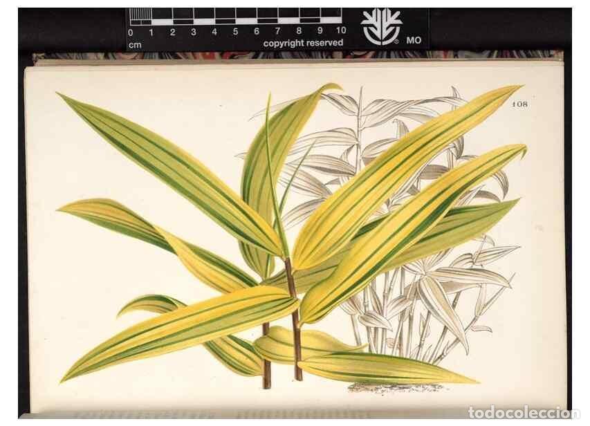 Collectionnisme de Revues et Journaux: Reproducci&oacute;n/Reproduction 49690829271: L'Illustration horticole :. Gand, Belgium :Imprimerie et lith