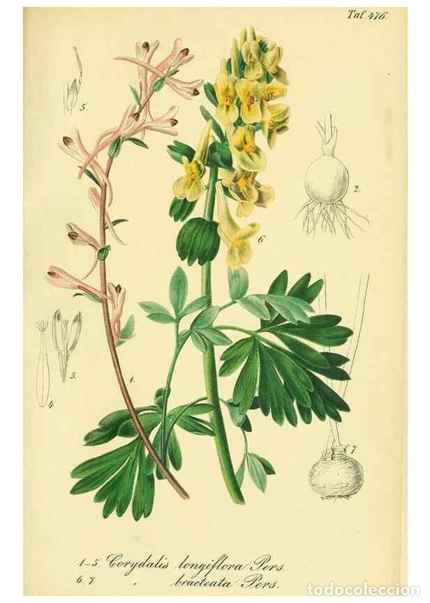 Collectionnisme de Revues et Journaux: Reproducci&oacute;n/Reproduction 49691707336: Gartenflora.. Erlangen :F. Enke,1852-1940.. - Deutsche Garten