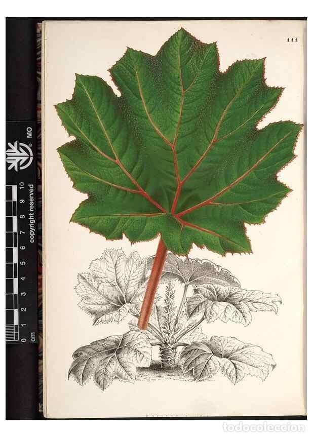 Collectionnisme de Revues et Journaux: Reproducci&oacute;n/Reproduction 49690830236: L'Illustration horticole :. Gand, Belgium :Imprimerie et lith