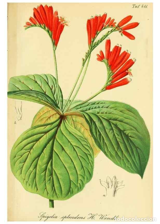 Collectionnisme de Revues et Journaux: Reproducci&oacute;n/Reproduction 49692013657: Gartenflora.. Erlangen :F. Enke,1852-1940.. - Deutsche Garten