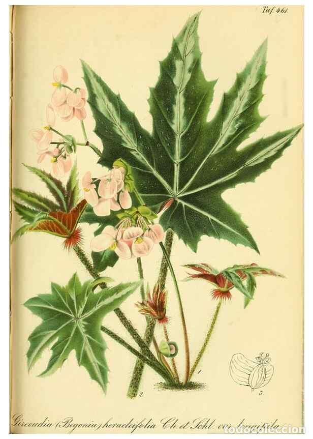 Collectionnisme de Revues et Journaux: Reproducci&oacute;n/Reproduction 49692008167: Gartenflora.. Erlangen :F. Enke,1852-1940.. - Deutsche Garten