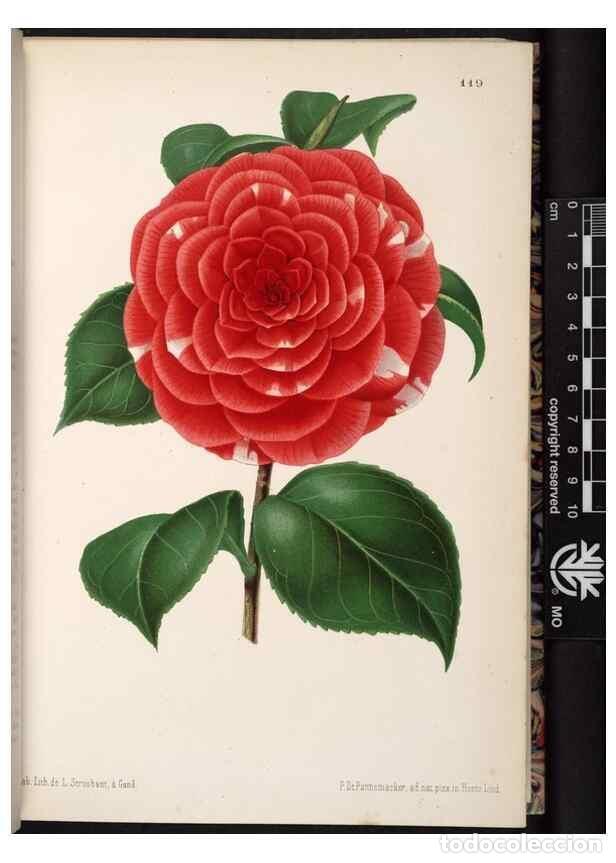 Collectionnisme de Revues et Journaux: Reproducci&oacute;n/Reproduction 49690894431: L'Illustration horticole :. Gand, Belgium :Imprimerie et lith