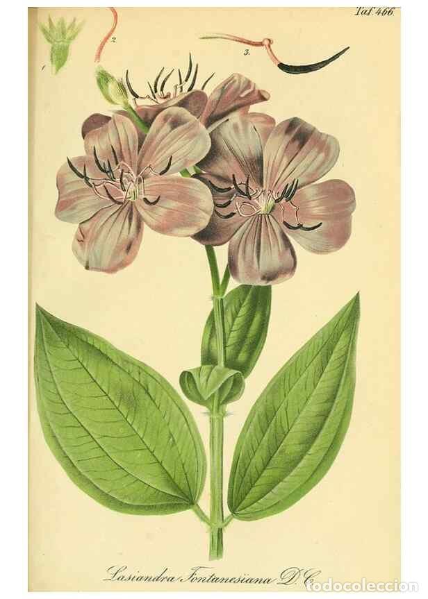 Collectionnisme de Revues et Journaux: Reproducci&oacute;n/Reproduction 49691704846: Gartenflora.. Erlangen :F. Enke,1852-1940.. - Deutsche Garten