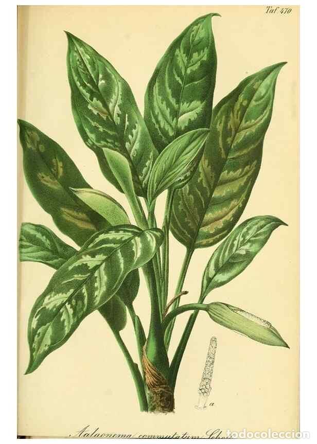 Collectionnisme de Revues et Journaux: Reproducci&oacute;n/Reproduction 49691705976: Gartenflora.. Erlangen :F. Enke,1852-1940.. - Deutsche Garten