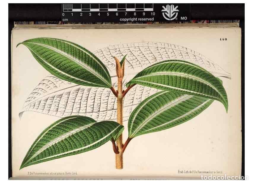 Collectionnisme de Revues et Journaux: Reproducci&oacute;n/Reproduction 49690368898: L'Illustration horticole :. Gand, Belgium :Imprimerie et lith