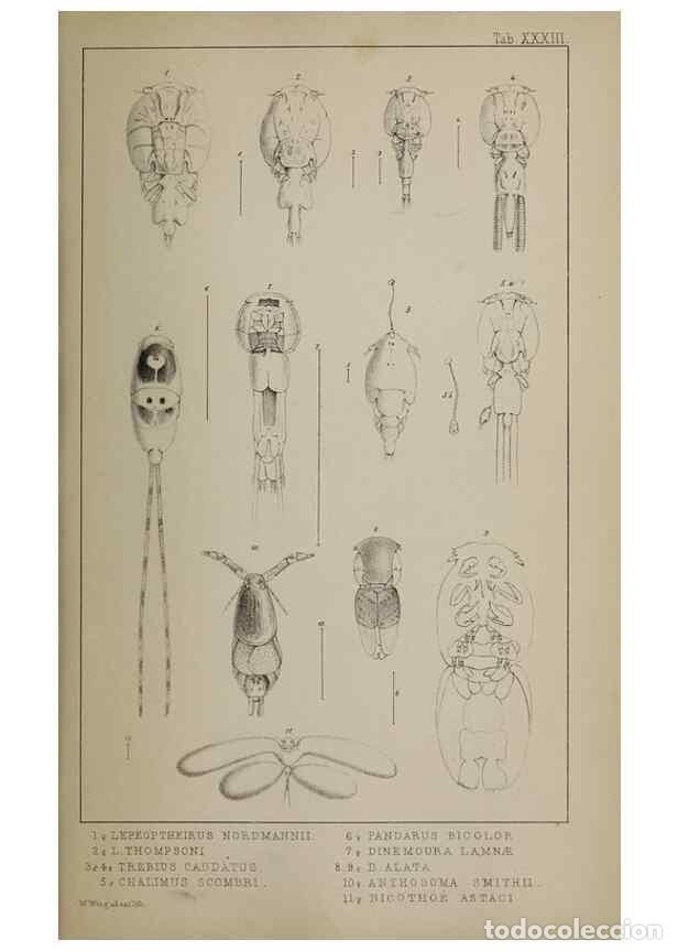 Collectionnisme de Revues et Journaux: Reproducci&oacute;n/Reproduction 49691620737: The natural history of the British Entomostraca.. London,The