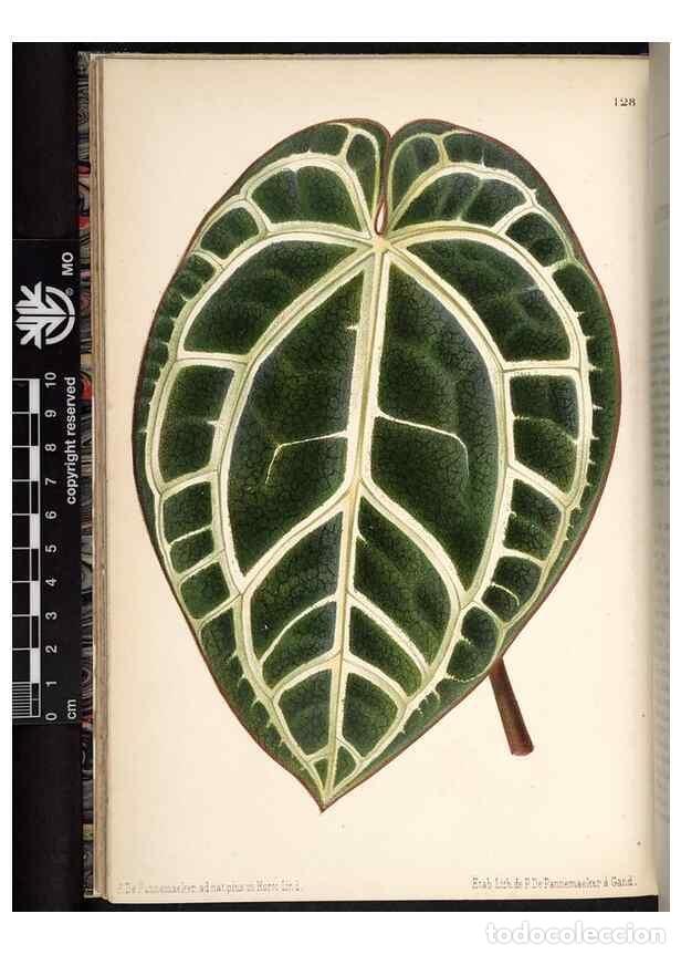 Collection Magazines and Newspapers: Reproducci&oacute;n/Reproduction 49690363538: L'Illustration horticole :. Gand, Belgium :Imprimerie et lith