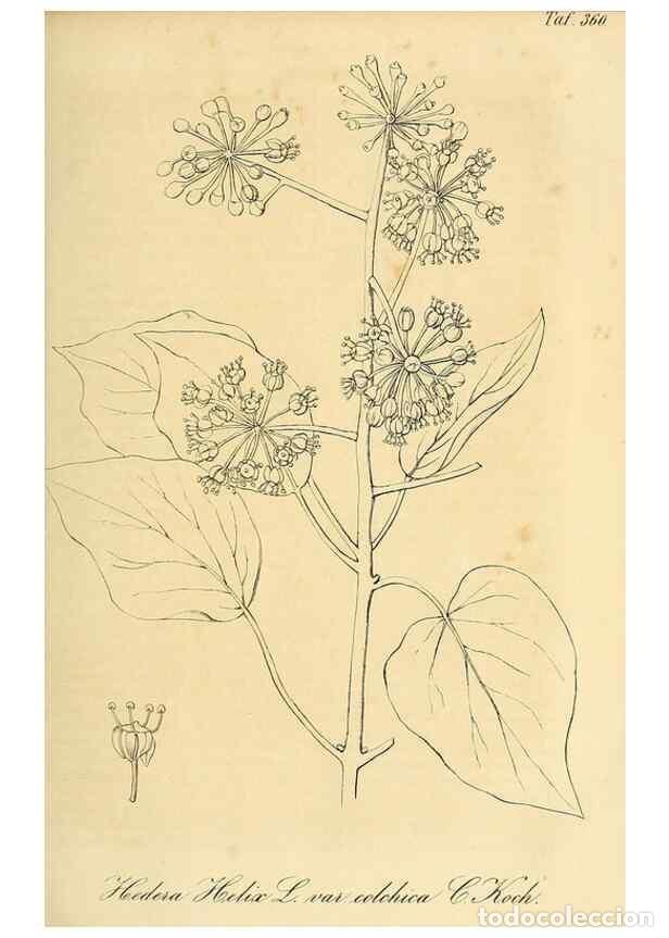 Collection Magazines and Newspapers: Reproducci&oacute;n/Reproduction 49691602122: Gartenflora.. Erlangen :F. Enke,1852-1940.. - Deutsche Garten