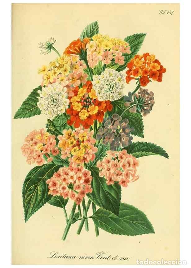 Collection Magazines and Newspapers: Reproducci&oacute;n/Reproduction 49692007147: Gartenflora.. Erlangen :F. Enke,1852-1940.. - Deutsche Garten