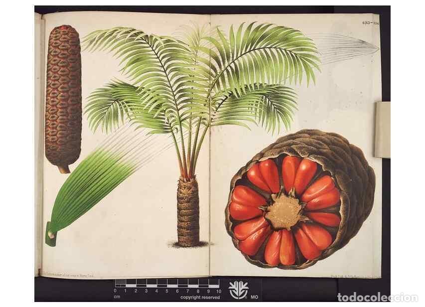 Collection Magazines and Newspapers: Reproducci&oacute;n/Reproduction 49690365208: L'Illustration horticole :. Gand, Belgium :Imprimerie et lith