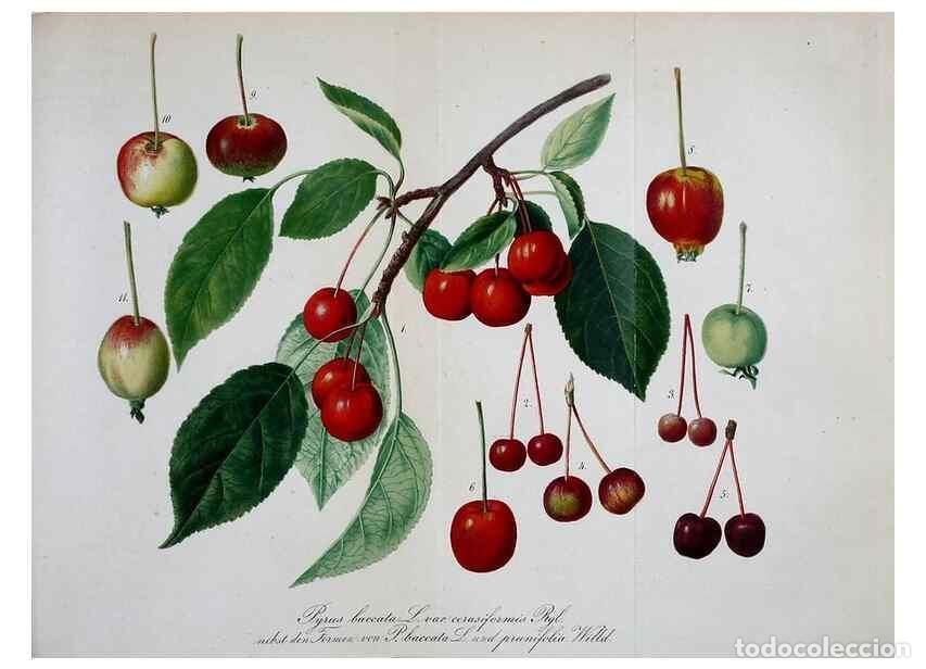 Collection Magazines and Newspapers: Reproducci&oacute;n/Reproduction 49691603727: Gartenflora.. Erlangen :F. Enke,1852-1940.. - Deutsche Garten