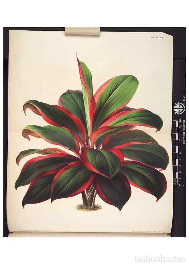 Collection Magazines and Newspapers: Reproducci&oacute;n/Reproduction 49690366593: L'Illustration horticole :. Gand, Belgium :Imprimerie et lith