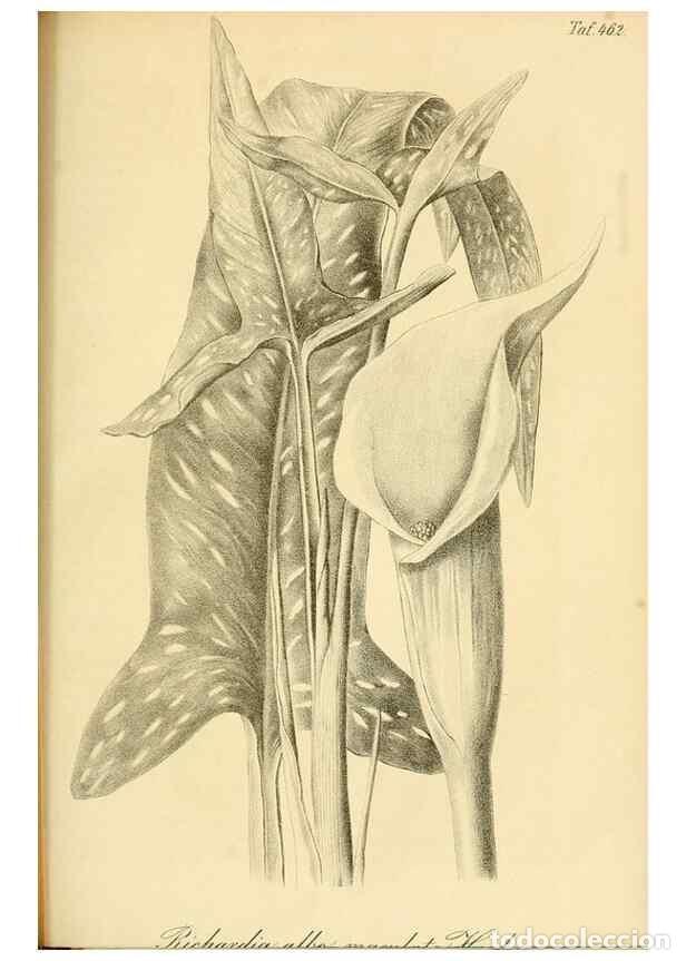 Collection Magazines and Newspapers: Reproducci&oacute;n/Reproduction 49691703246: Gartenflora.. Erlangen :F. Enke,1852-1940.. - Deutsche Garten