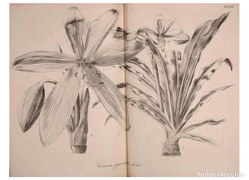 Collection Magazines and Newspapers: Reproducci&oacute;n/Reproduction 49691702546: Gartenflora.. Erlangen :F. Enke,1852-1940.. - Deutsche Garten