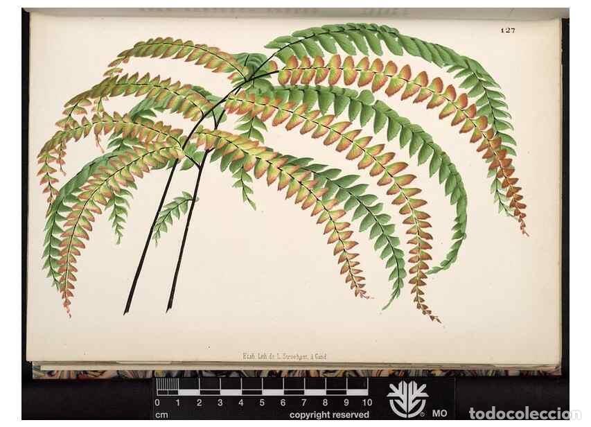 Collection Magazines and Newspapers: Reproducci&oacute;n/Reproduction 49691206707: L'Illustration horticole :. Gand, Belgium :Imprimerie et lith