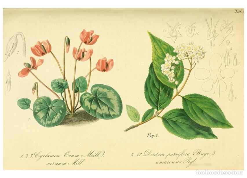 Collection Magazines and Newspapers: Reproducci&oacute;n/Reproduction 49691605972: Gartenflora.. Erlangen :F. Enke,1852-1940.. - Deutsche Garten