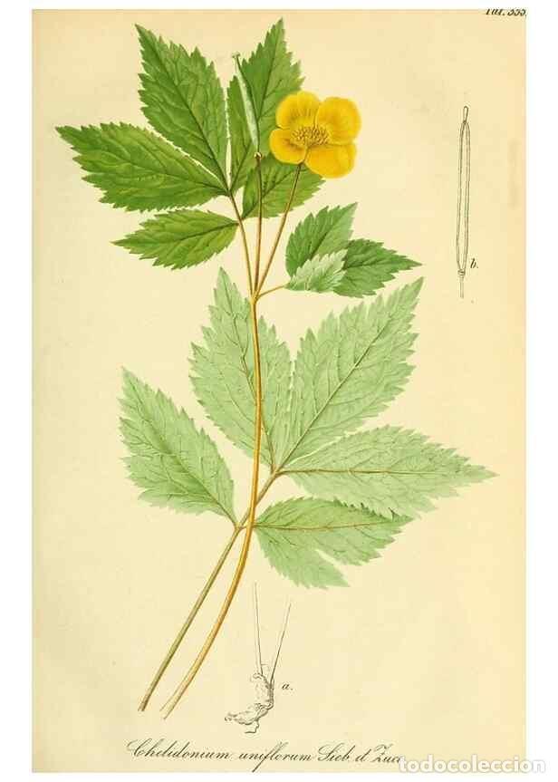 Collection Magazines and Newspapers: Reproducci&oacute;n/Reproduction 49691290691: Gartenflora.. Erlangen :F. Enke,1852-1940.. - Deutsche Garten