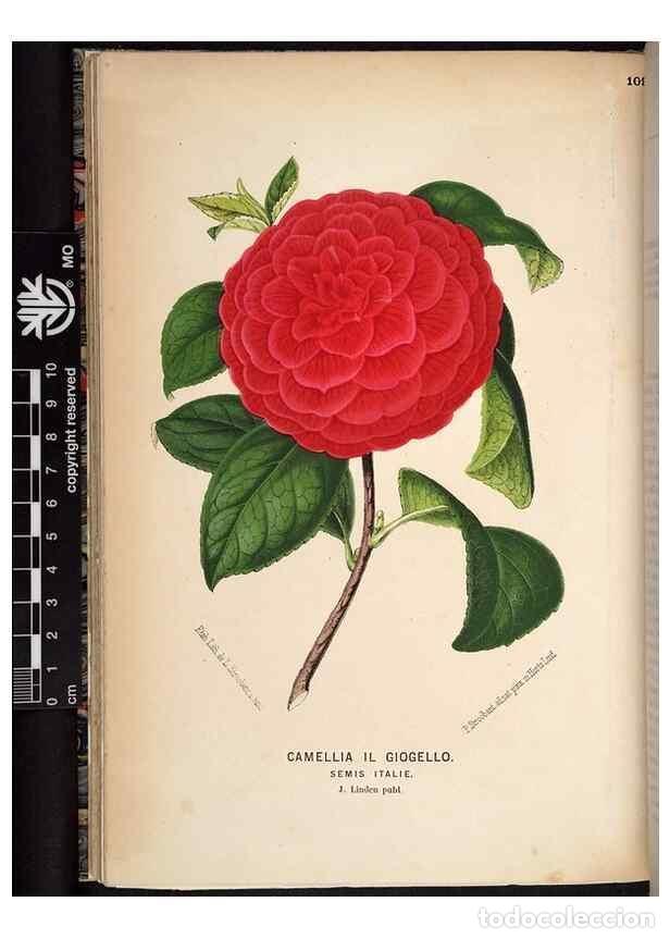 Collection Magazines and Newspapers: Reproducci&oacute;n/Reproduction 49690897021: L'Illustration horticole :. Gand, Belgium :Imprimerie et lith