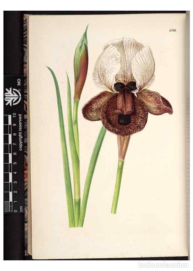 Collection Magazines and Newspapers: Reproducci&oacute;n/Reproduction 49691139742: L'Illustration horticole :. Gand, Belgium :Imprimerie et lith