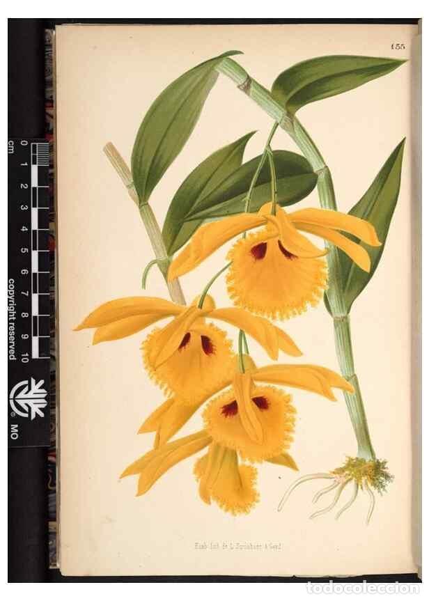 Collection Magazines and Newspapers: Reproducci&oacute;n/Reproduction 49690370383: L'Illustration horticole :. Gand, Belgium :Imprimerie et lith