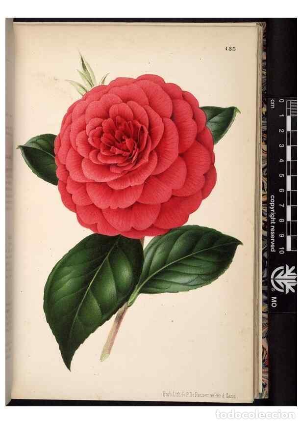 Collection Magazines and Newspapers: Reproducci&oacute;n/Reproduction 49691209022: L'Illustration horticole :. Gand, Belgium :Imprimerie et lith