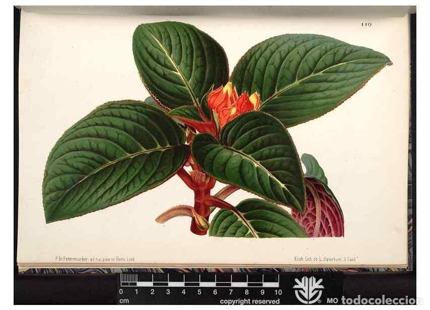 Collection Magazines and Newspapers: Reproducci&oacute;n/Reproduction 49690297518: L'Illustration horticole :. Gand, Belgium :Imprimerie et lith