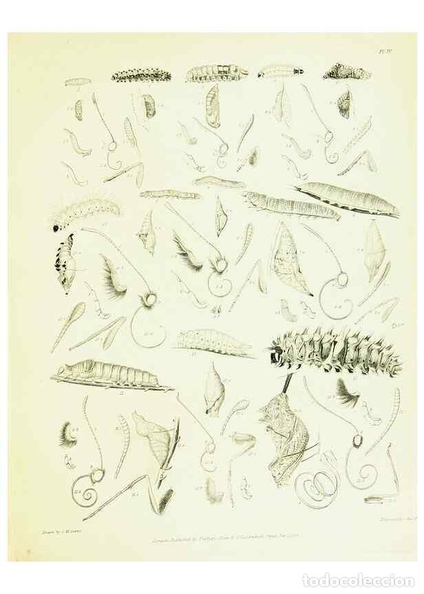 Collection Magazines and Newspapers: Reproducci&oacute;n/Reproduction 49690662298: A Descriptive catalogue of the lepidopterous insects containe