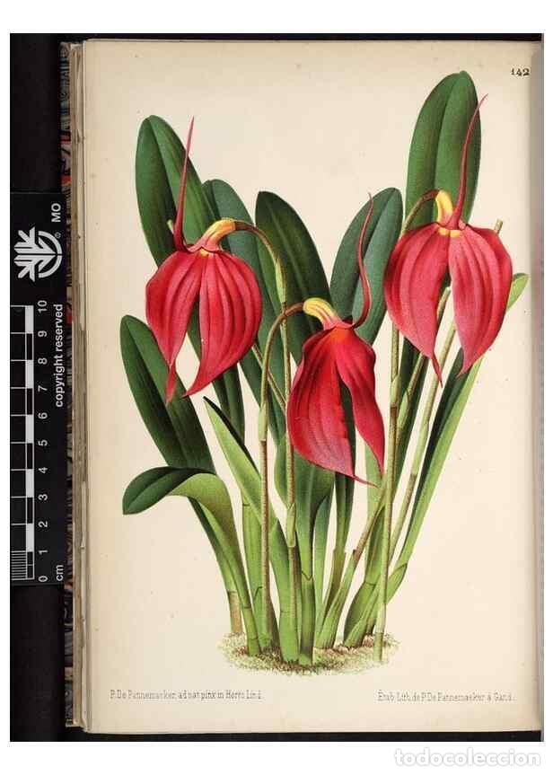 Collection Magazines and Newspapers: Reproducci&oacute;n/Reproduction 49690366848: L'Illustration horticole :. Gand, Belgium :Imprimerie et lith