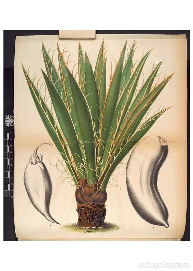 Collection Magazines and Newspapers: Reproducci&oacute;n/Reproduction 49690893786: L'Illustration horticole :. Gand, Belgium :Imprimerie et lith