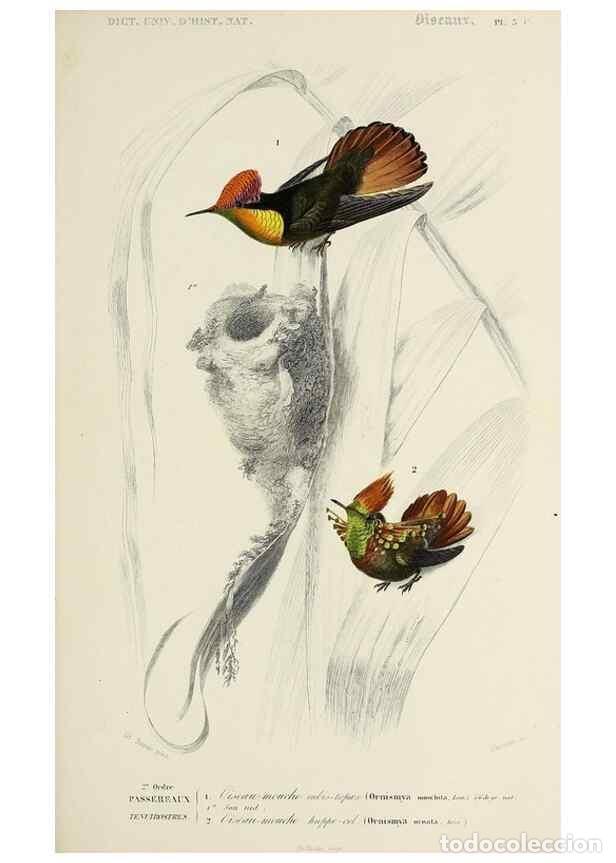 Colecionismo de Revistas e Jornais: Reproducci&oacute;n/Reproduction 49723521043: Dictionnaire universel d'histoire naturelle :. Paris :Chez le