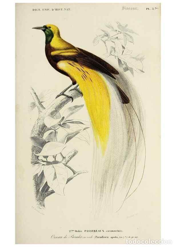 Colecionismo de Revistas e Jornais: Reproducci&oacute;n/Reproduction 49723519928: Dictionnaire universel d'histoire naturelle :. Paris :Chez le