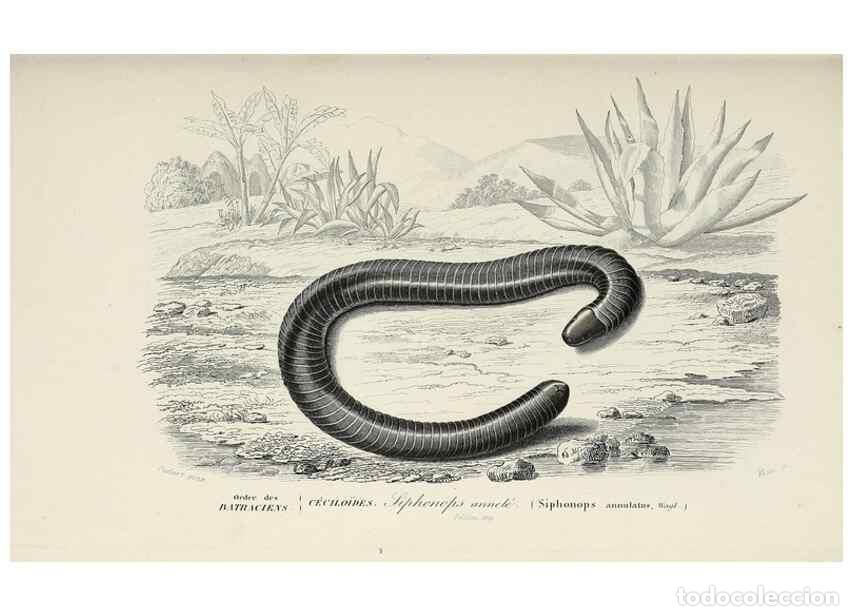 Colecionismo de Revistas e Jornais: Reproducci&oacute;n/Reproduction 49724549707: Dictionnaire universel d'histoire naturelle :. Paris :Chez le