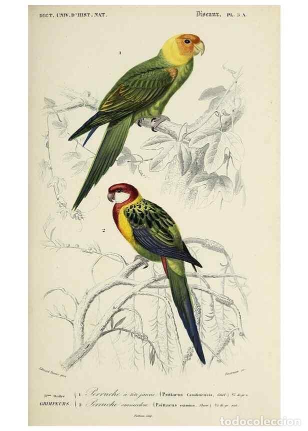 Colecionismo de Revistas e Jornais: Reproducci&oacute;n/Reproduction 49723523478: Dictionnaire universel d'histoire naturelle :. Paris :Chez le