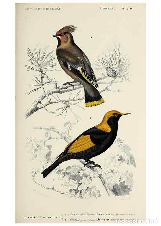 Colecionismo de Revistas e Jornais: Reproducci&oacute;n/Reproduction 49724367882: Dictionnaire universel d'histoire naturelle :. Paris :Chez le