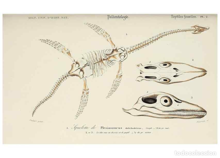 Colecionismo de Revistas e Jornais: Reproducci&oacute;n/Reproduction 49723700148: Dictionnaire universel d'histoire naturelle :. Paris :Chez le