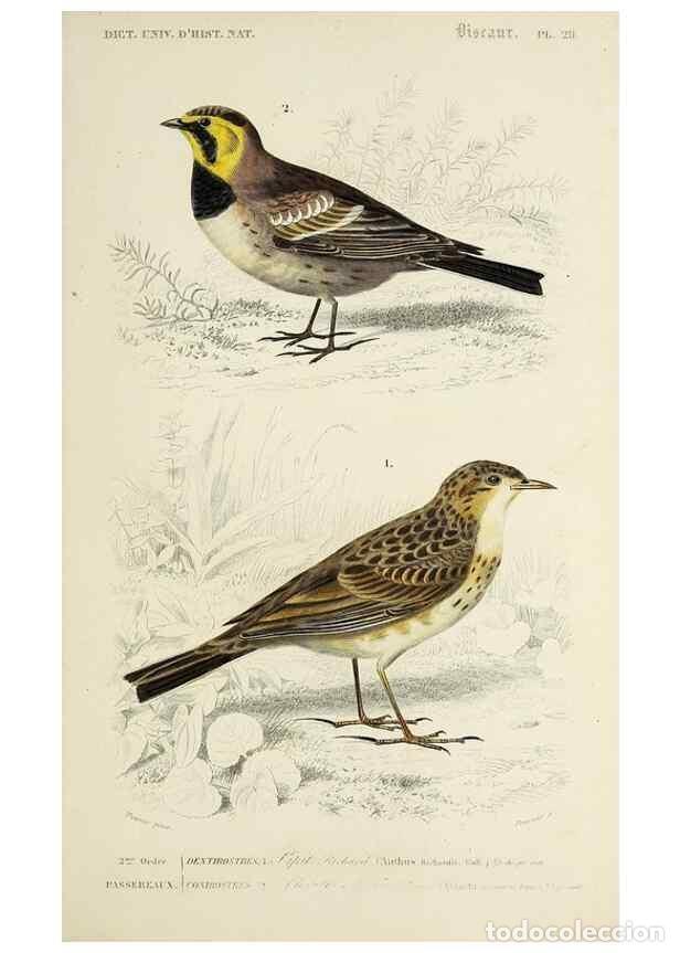 Colecionismo de Revistas e Jornais: Reproducci&oacute;n/Reproduction 49724369367: Dictionnaire universel d'histoire naturelle :. Paris :Chez le