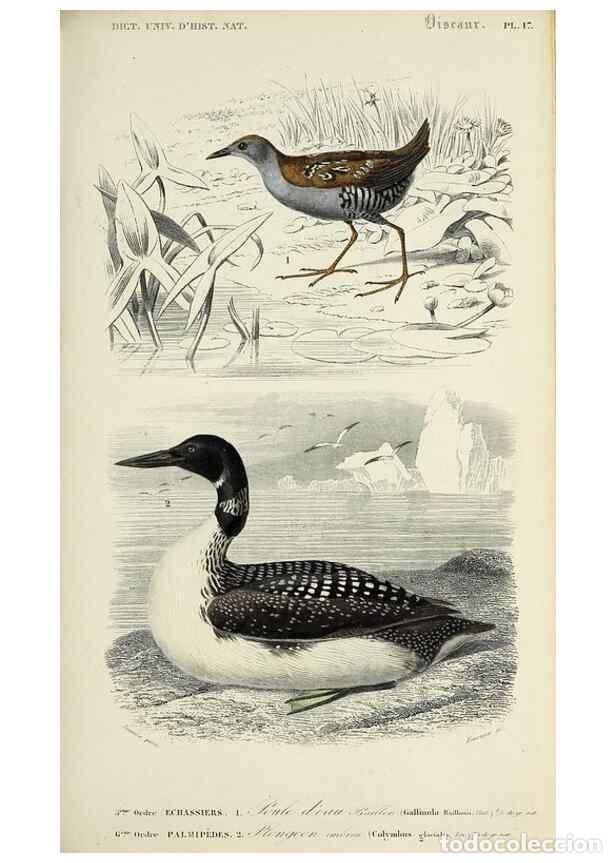 Colecionismo de Revistas e Jornais: Reproducci&oacute;n/Reproduction 49723528643: Dictionnaire universel d'histoire naturelle :. Paris :Chez le