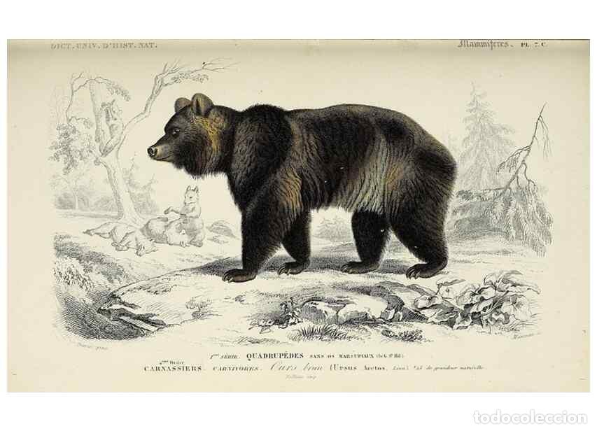 Colecionismo de Revistas e Jornais: Reproducci&oacute;n/Reproduction 49723504178: Dictionnaire universel d'histoire naturelle :. Paris :Chez le