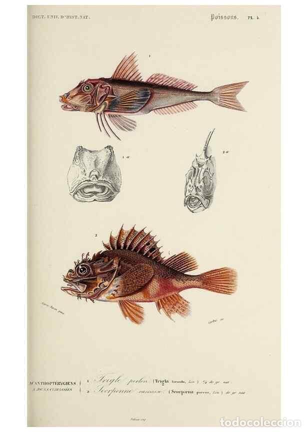 Colecionismo de Revistas e Jornais: Reproducci&oacute;n/Reproduction 49723701618: Dictionnaire universel d'histoire naturelle :. Paris :Chez le