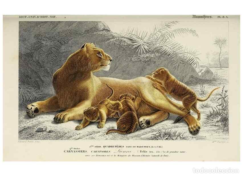 Colecionismo de Revistas e Jornais: Reproducci&oacute;n/Reproduction 49724040636: Dictionnaire universel d'histoire naturelle :. Paris :Chez le