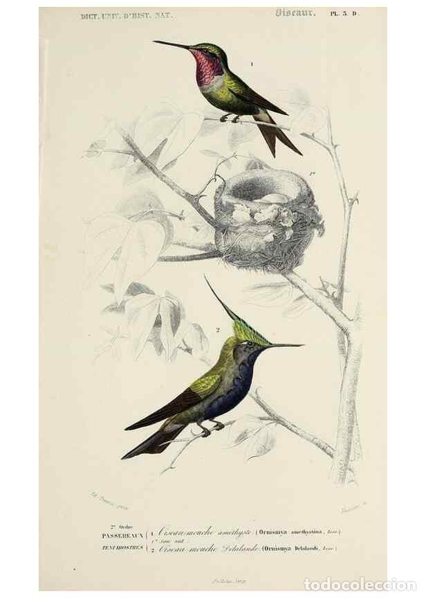 Colecionismo de Revistas e Jornais: Reproducci&oacute;n/Reproduction 49724372357: Dictionnaire universel d'histoire naturelle :. Paris :Chez le