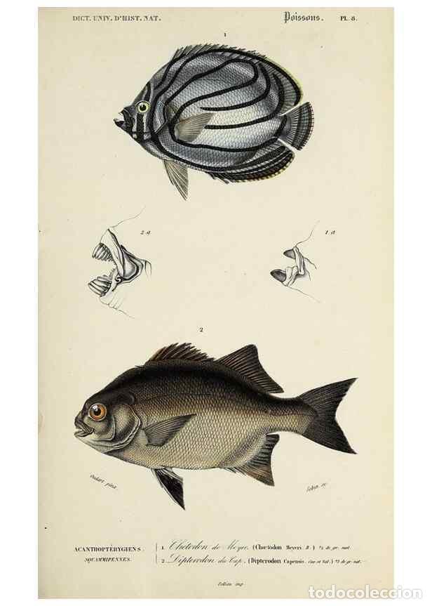 Colecionismo de Revistas e Jornais: Reproducci&oacute;n/Reproduction 49723703013: Dictionnaire universel d'histoire naturelle :. Paris :Chez le