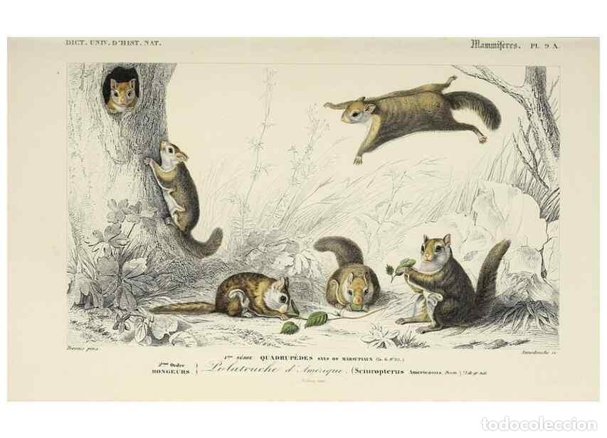 Colecionismo de Revistas e Jornais: Reproducci&oacute;n/Reproduction 49724358052: Dictionnaire universel d'histoire naturelle :. Paris :Chez le