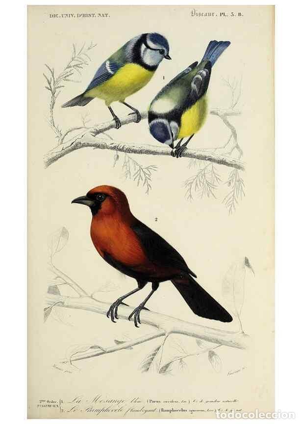 Colecionismo de Revistas e Jornais: Reproducci&oacute;n/Reproduction 49724052511: Dictionnaire universel d'histoire naturelle :. Paris :Chez le