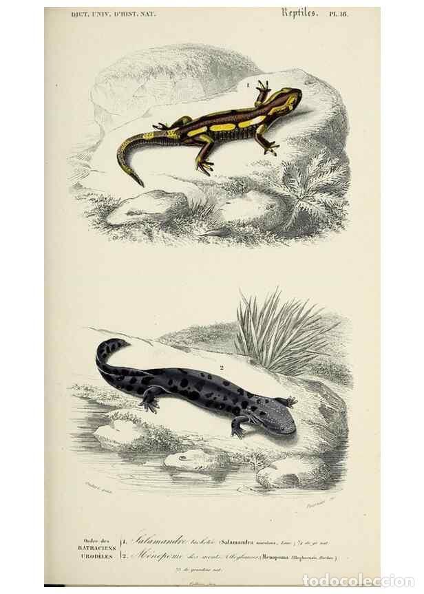 Colecionismo de Revistas e Jornais: Reproducci&oacute;n/Reproduction 49723699318: Dictionnaire universel d'histoire naturelle :. Paris :Chez le