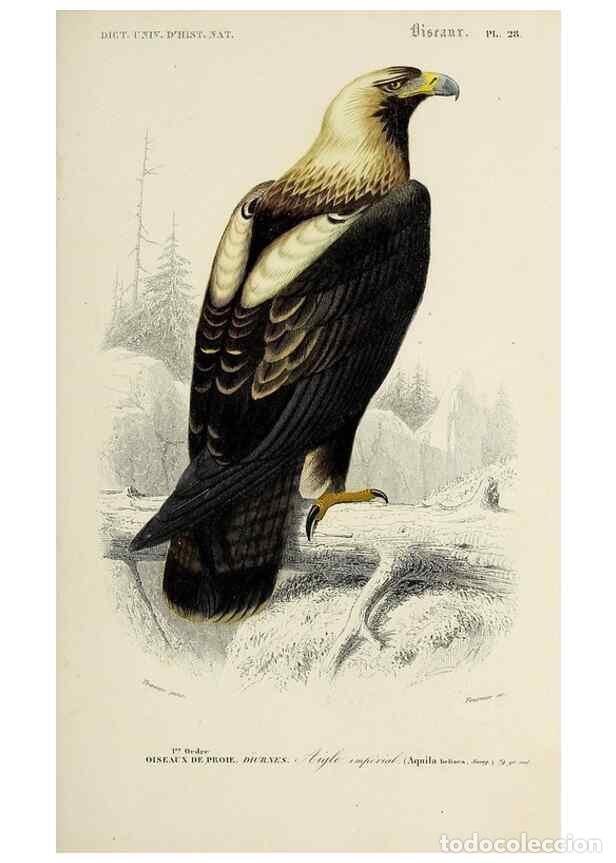 Colecionismo de Revistas e Jornais: Reproducci&oacute;n/Reproduction 49723515108: Dictionnaire universel d'histoire naturelle :. Paris :Chez le