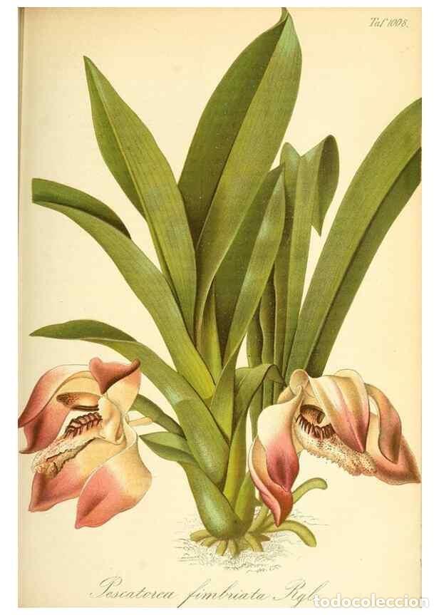 Colecionismo de Revistas e Jornais: Reproducci&oacute;n/Reproduction 49716226258: Gartenflora.. Erlangen :F. Enke,1852-1940.. - Deutsche Garten